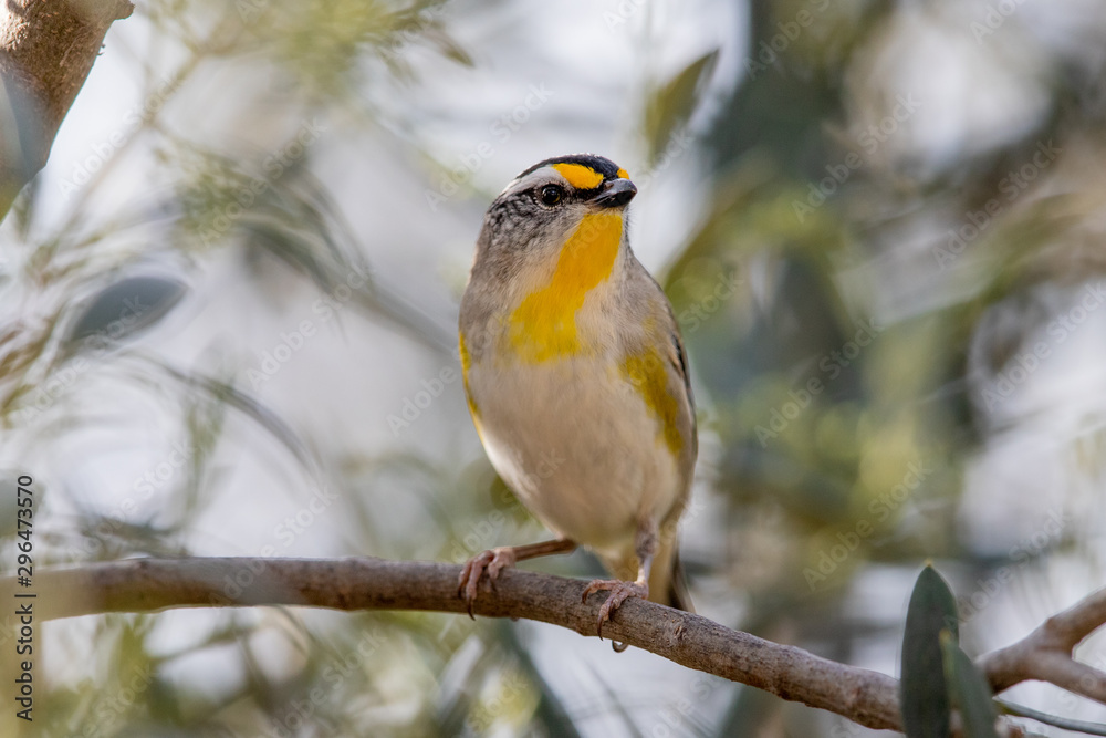 Naklejka premium Striated Pardalote in Australia