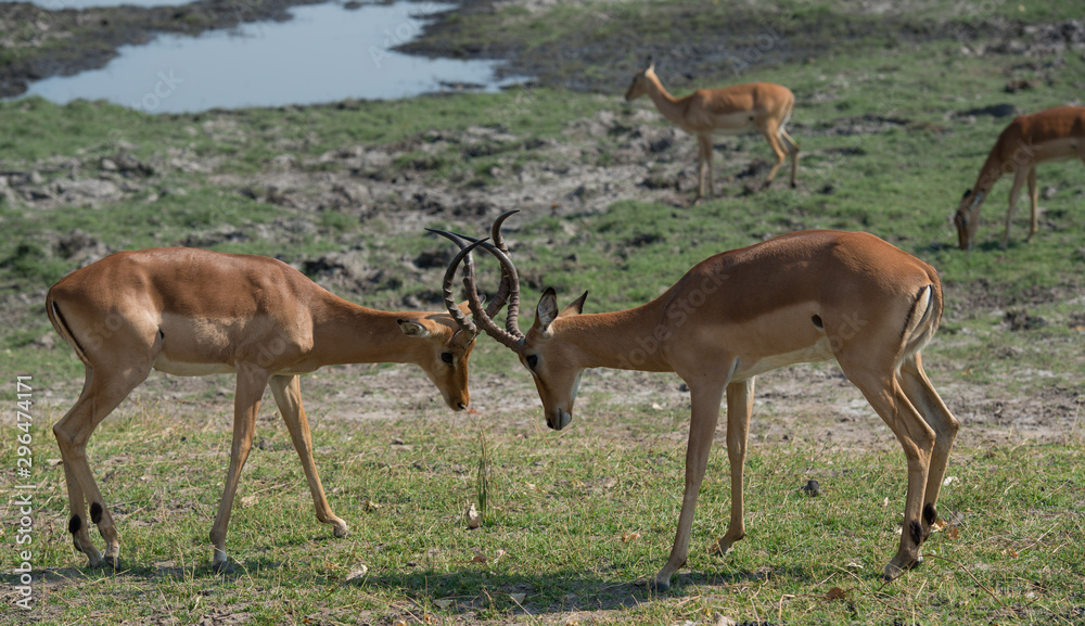 Impala fight, deer fight, Springbok, South Africa, Wildlife, Safari Impala fight, deer fight, Springbok, South Africa, Wildlife, Safari