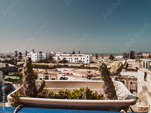 A cactus in the flower pot with a view of Essaouira city