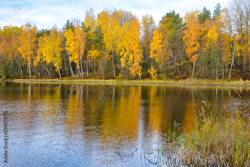 Beautiful autumn landscape with reeds and birches