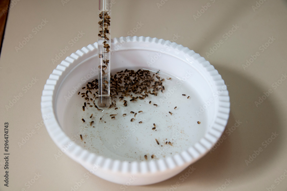 Mosquito larvae tested for vaccine Mosquito larvae tested for vaccine