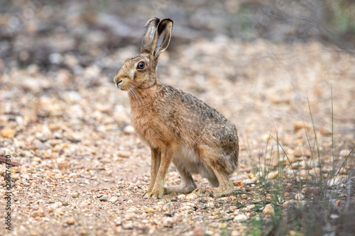 Large Hare in Australia