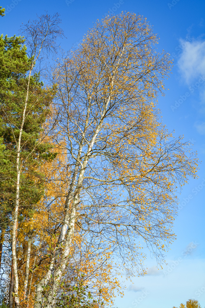 Birch with yellow leaves against the blue sky Birch with yellow leaves against the blue sky