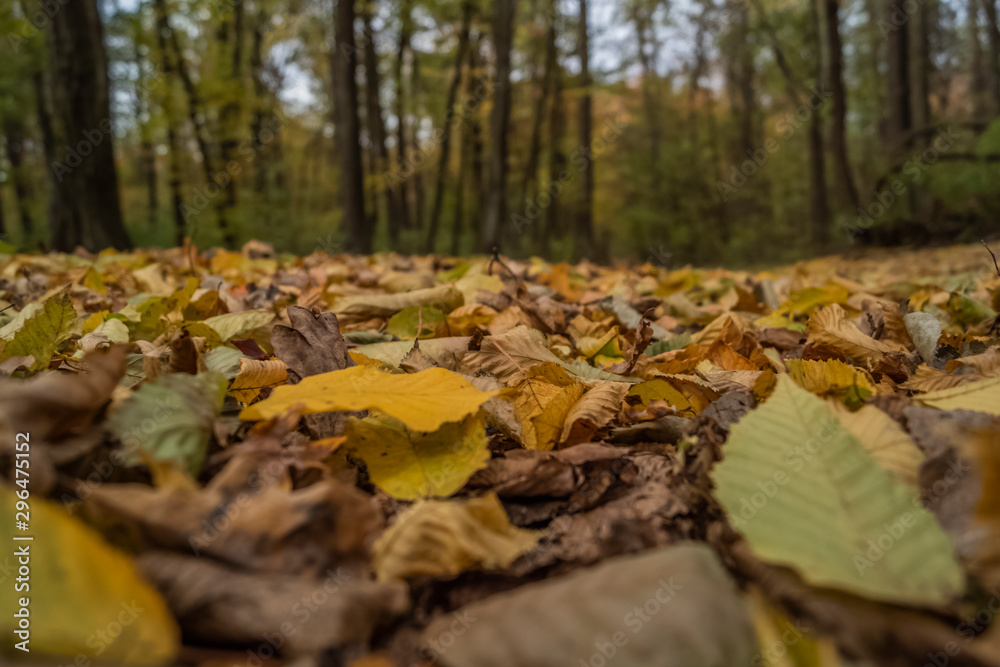 The colors of autumn forest, Kiev, Ukraine stock photo