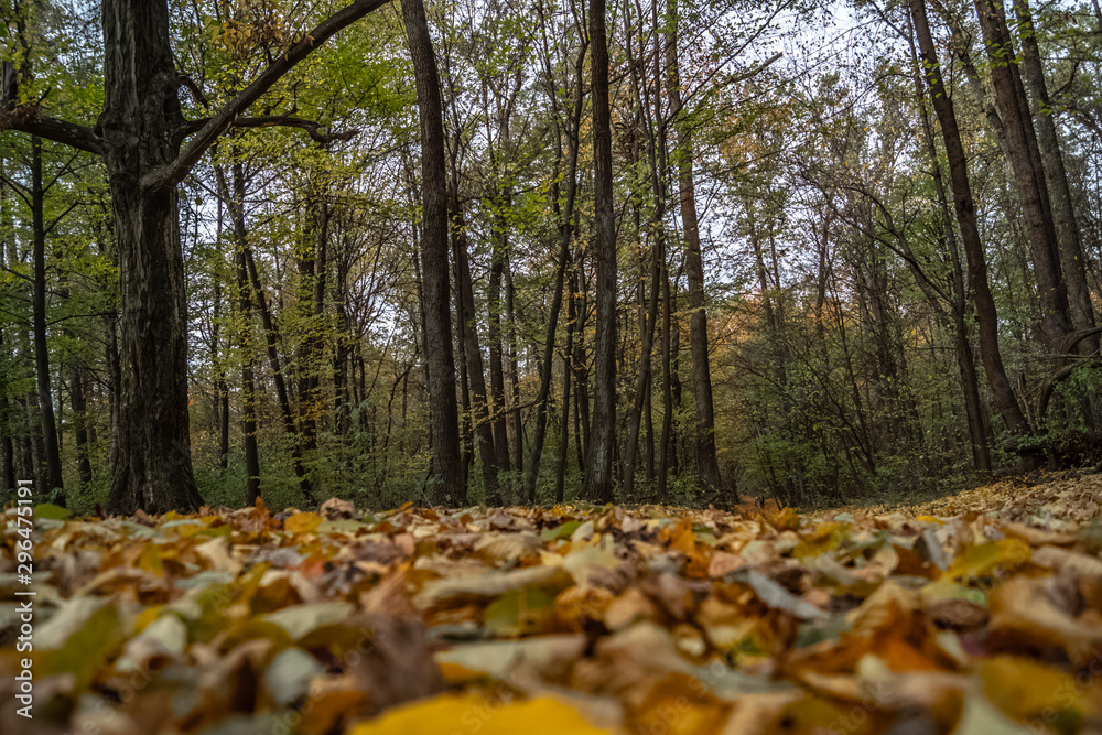 The colors of autumn forest, Kiev, Ukraine stock photo