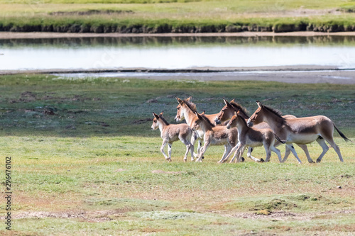 equus kiang, wild ass in three river source region