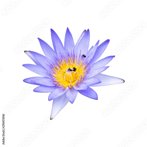 Pink or purple lotus flowers that are blooming in full  showing beautiful stamens isolated on white background  with clipping path.