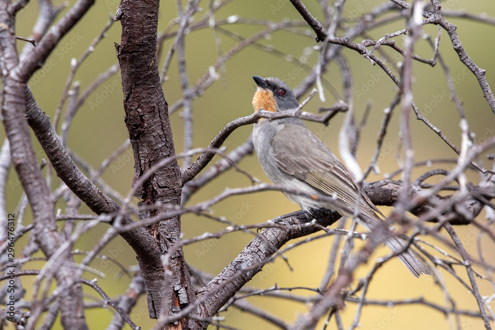 Fototapeta premium Gilbert's Whistler in Australia