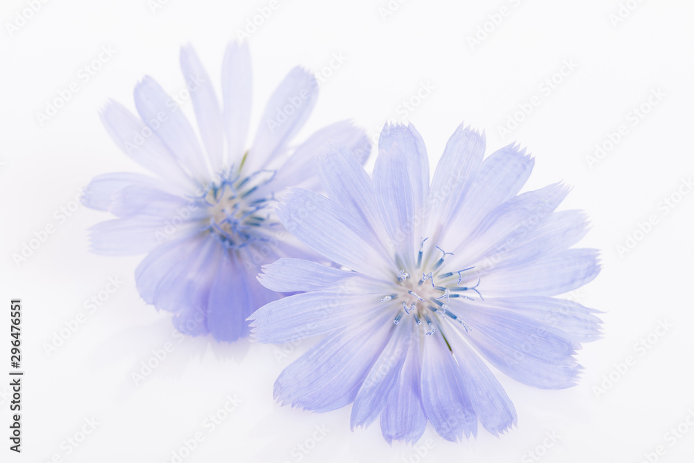 Cichorium intybus - common chicory flowers isolated on the white background Cichorium intybus - common chicory flowers isolated on the white background