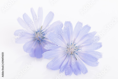 Cichorium intybus - common chicory flowers isolated on the white background
