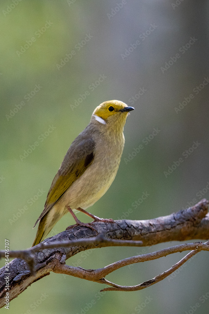 White-plumed Honeyeater in Australia White-plumed Honeyeater in Australia