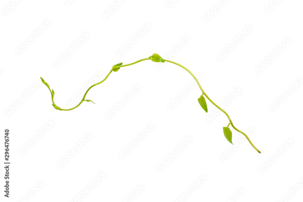 Bush grape or three-leaved wild vine cayratia (Cayratia trifolia) liana ivy plant bush, nature frame jungle border isolated on white background, clipping path included Bush grape or three-leaved wild vine cayratia (Cayratia trifolia) liana ivy plant bush, nature frame jungle border isolated on white background, clipping path included