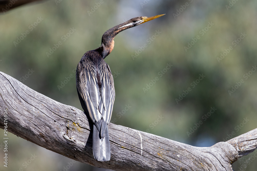 Fototapeta premium Australian Darter or Anhinga