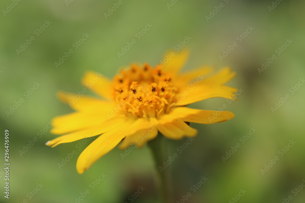 yellow flower on green background