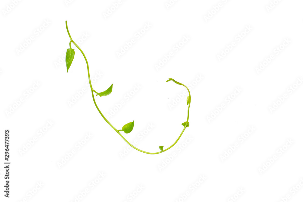 Bush grape or three-leaved wild vine cayratia (Cayratia trifolia) liana ivy plant bush, nature frame jungle border isolated on white background, clipping path included Bush grape or three-leaved wild vine cayratia (Cayratia trifolia) liana ivy plant bush, nature frame jungle border isolated on white background, clipping path included