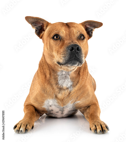 staffordshire bull terrier