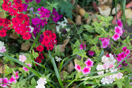 Soft focus background of bright red, pink and white flowers on green grass. Card, invitation concept.