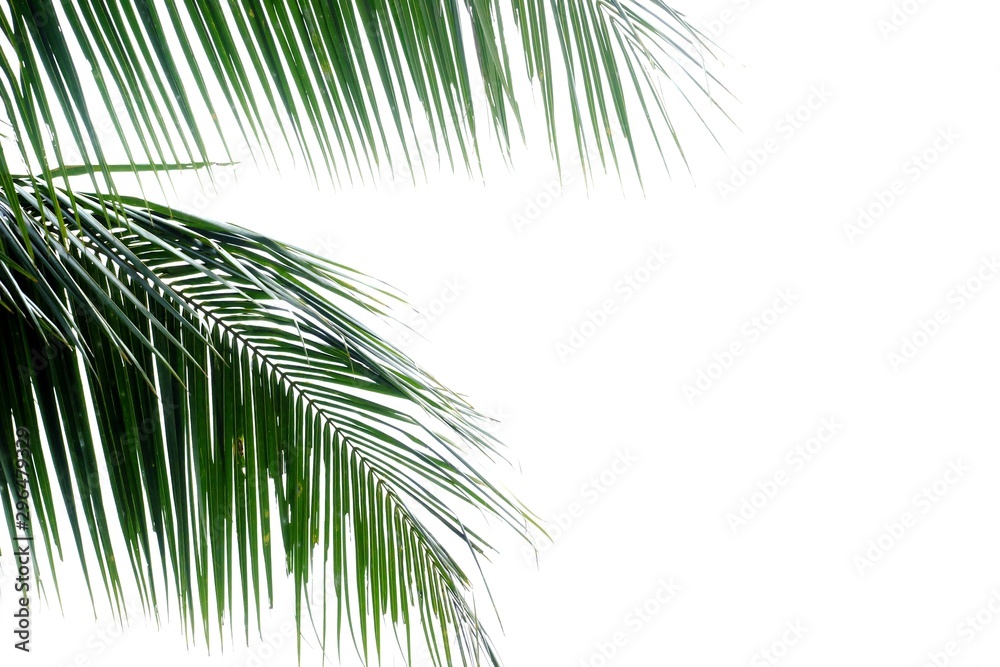 Fototapeta premium Coconut leaves with branches on white isolated background for green foliage backdrop 