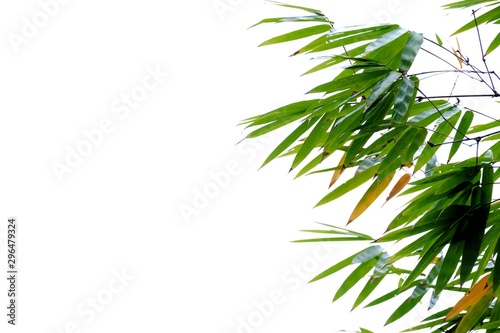 Tropical bamboo leaves with branches on white isolated background for green foliage backdrop 