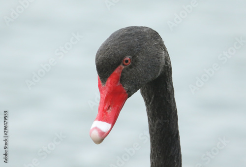   A head shot of a beautiful Black Swan, Cygnus atratus, swimming on a lake in the UK.  © Sandra Standbridge