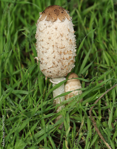 Shaggy Inkcap, or Lawyer's Wig fungus, Coprinus comatus, growing in the grass in a field in the UK.