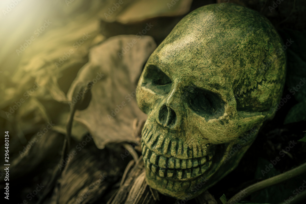 Still Life with human skull Still Life with human skull