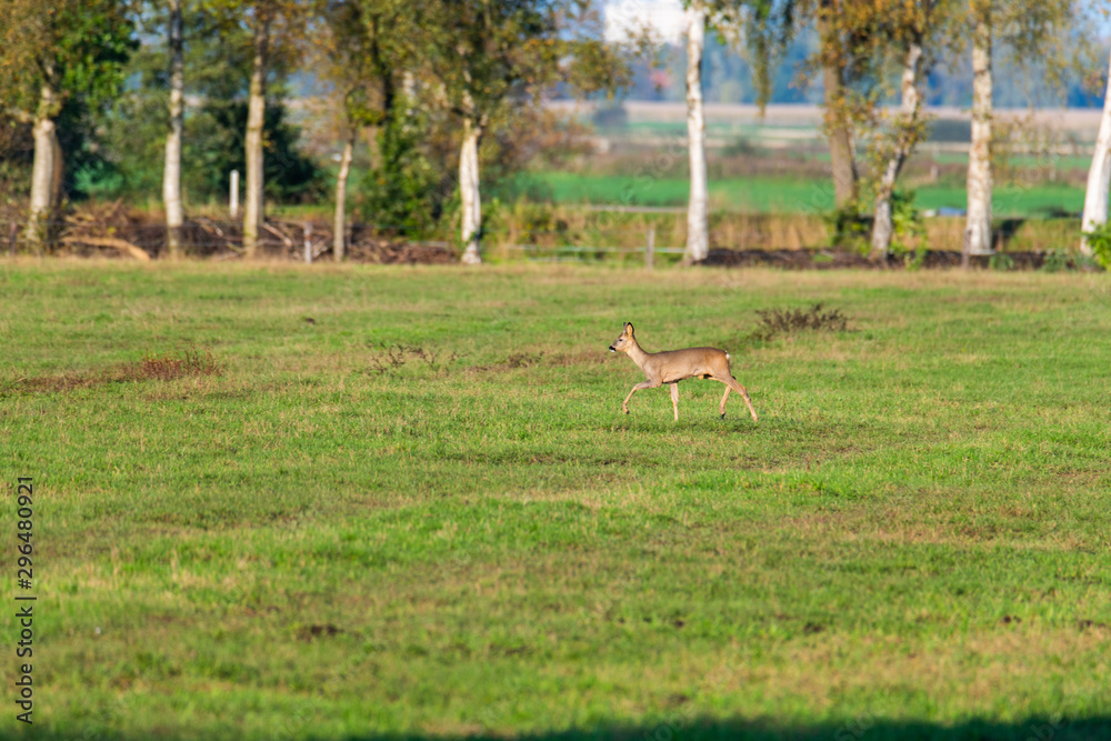 A herd of deer runs in sporadically and together in the autumnal evening over a field in the direction of a trench