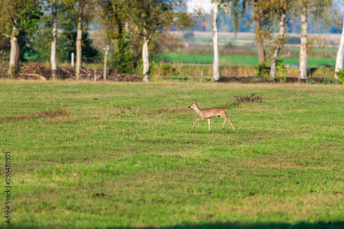 Obraz na płótnie A herd of deer runs in sporadically and together in the autumnal evening over a field in the direction of a trench w salonie