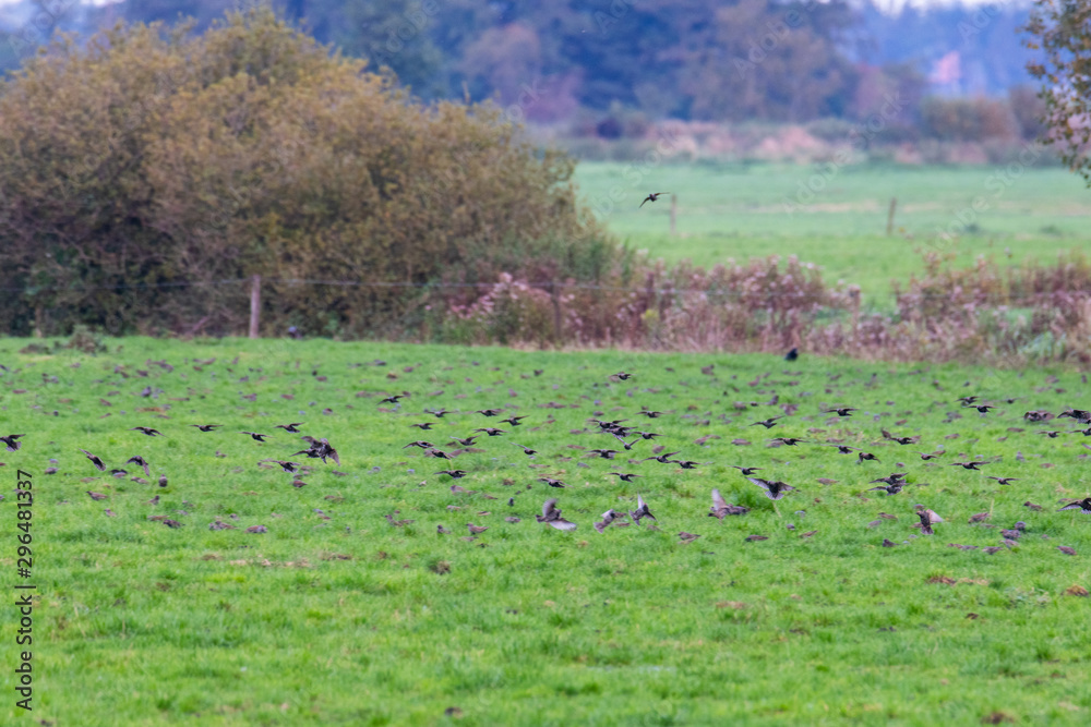 A swarm of small birds briefly flies across a field and lands again at short intervals A swarm of small birds briefly flies across a field and lands again at short intervals