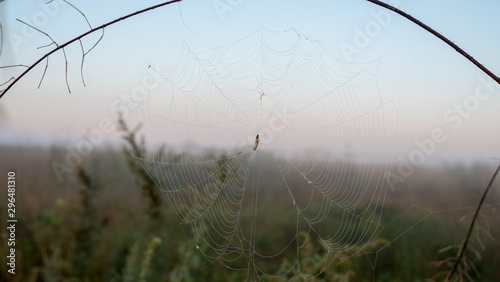 Spider web with dew drops closeup at summer morning sunrise, river Vorskla, Ukraine