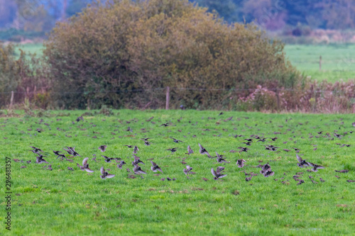 A swarm of small birds briefly flies across a field and lands again at short intervals