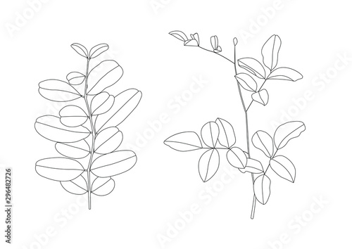 lined pattern leaves are a bouquet fresh on white background illustration vector