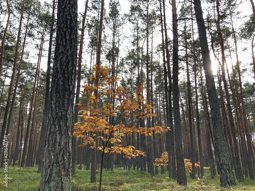 forest in autumn