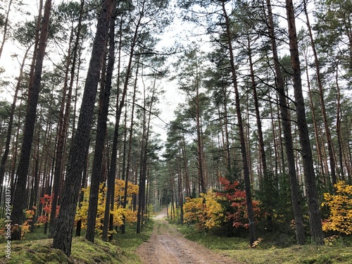 forest in autumn