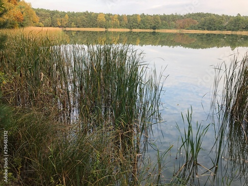 reeds in lake