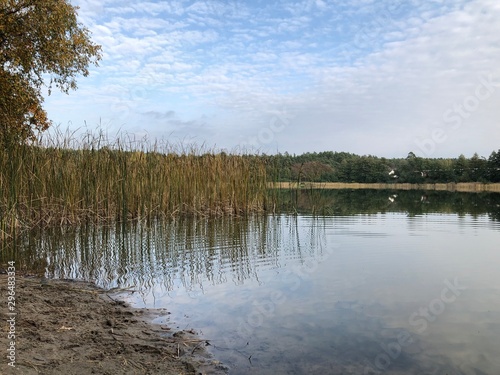 landscape with lake and forest