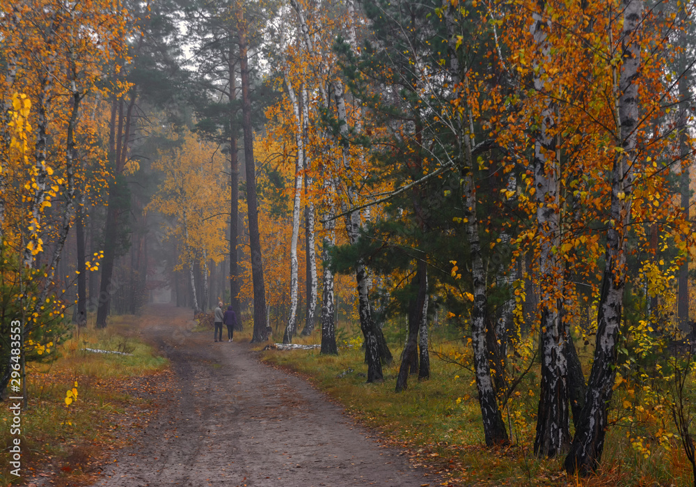 Obraz premium Las. Malowane jesienią liście o magicznych kolorach. Piękno. Lekka mgła nadaje krajobrazowi tajemniczość.