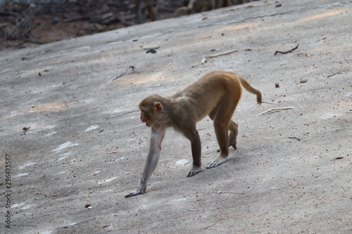 monkey on stone.Wild Macaque on a rock in a national park