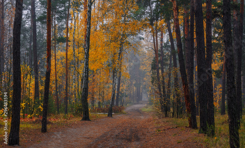 Forest. Autumn painted leaves with its magical colors. Beauty. Light fog gives the landscape a mystery.