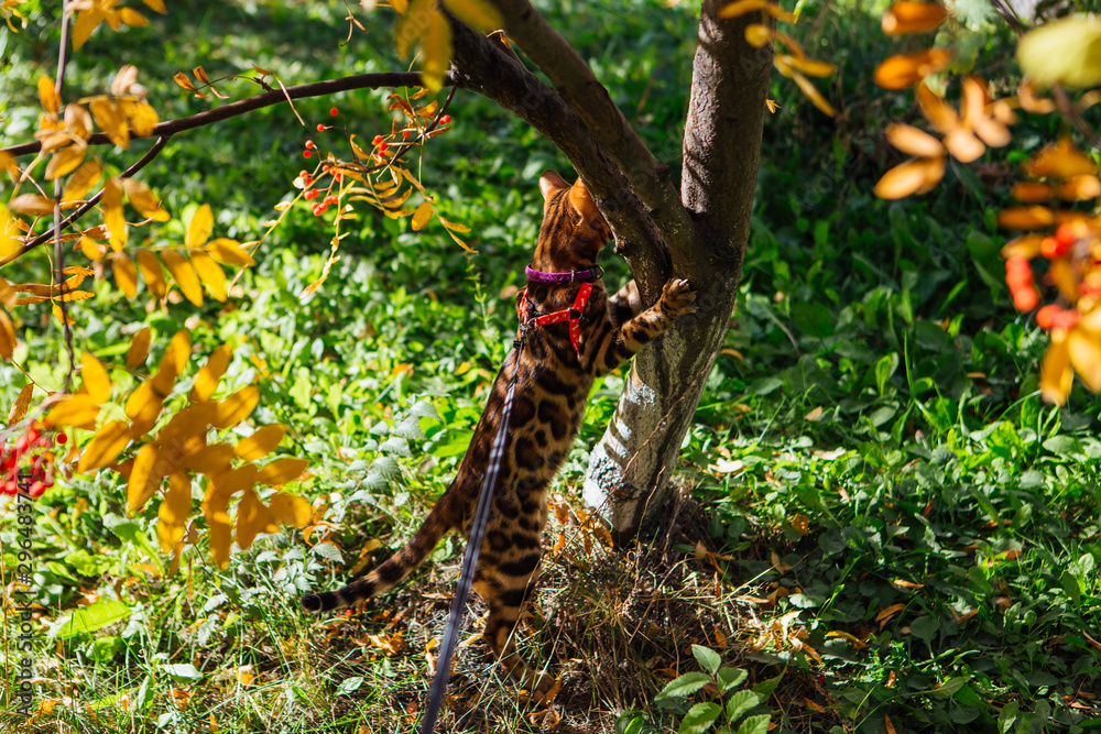Cute little bengal kitty cat walking outdoors close to the rowan tree Cute little bengal kitty cat walking outdoors close to the rowan tree