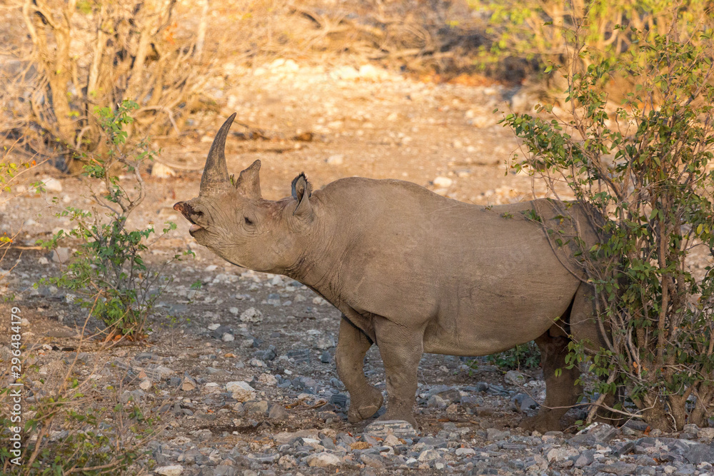 Fototapeta premium White rhinoceros shouting, Etosha, Namibia, Africa