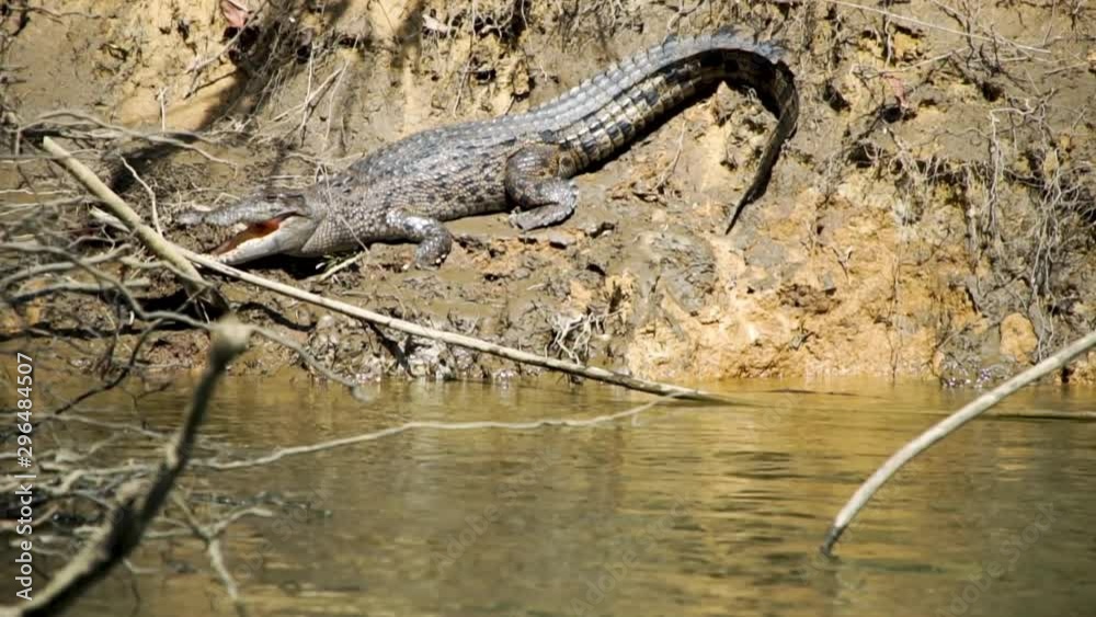 Giant Crocodile lazing on the side of the Daintree River in Far North Queensland Australia Giant Crocodile lazing on the side of the Daintree River in Far North Queensland Australia