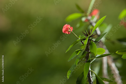 Euphorbia milii or thorny Christ green plant with red flowers