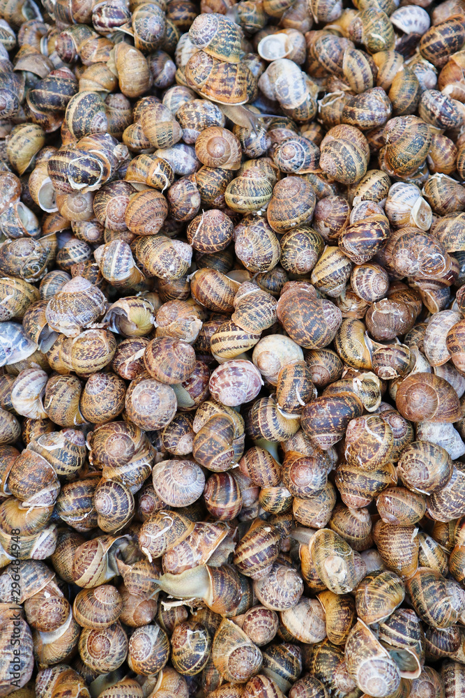 Top down close up view of snails portrait Top down close up view of snails portrait