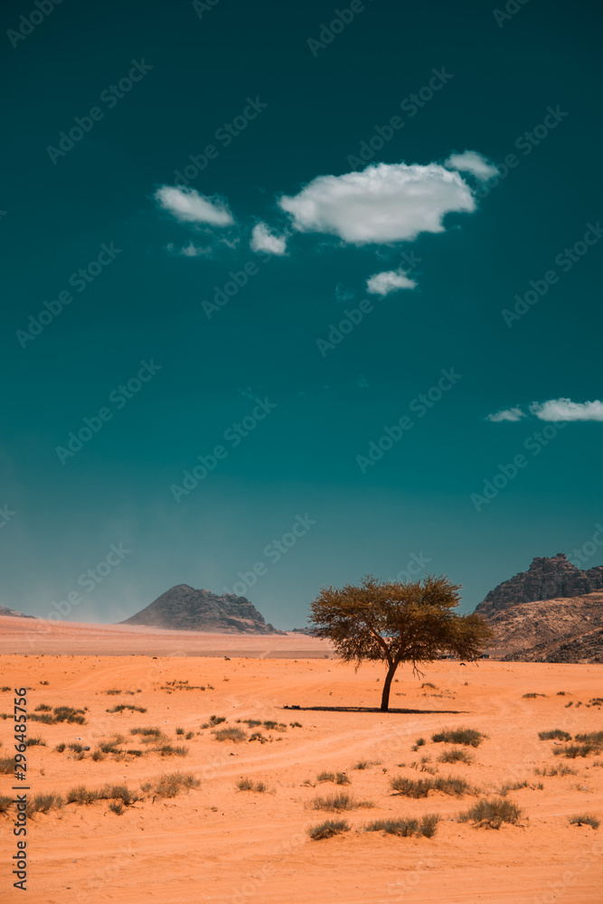 The last tree in the Wadi rum desert, Jordan