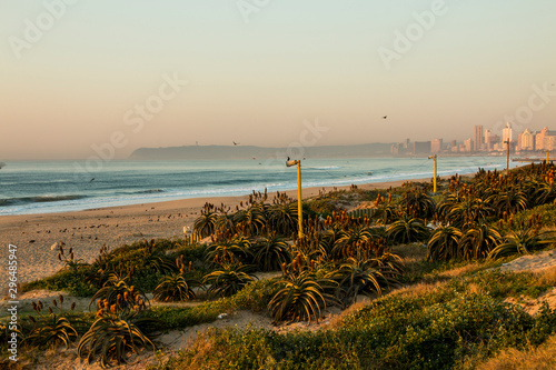 Aloes on Sand Dunes with Durban Beachfront in Distance
