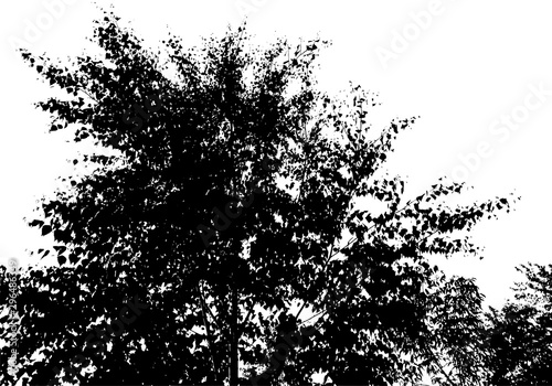 Black tree silhouette. Card with copy space. Isolated on white background. Vector nature illustration