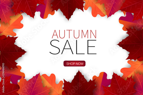 Autumn sale banner design concept with shop now button. Maple red and orange leaves over white background. Free room for typography text. vector illustration.