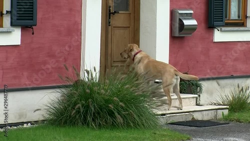 Ein Labrador Retriever möchte gerne in das Haus hinein photo