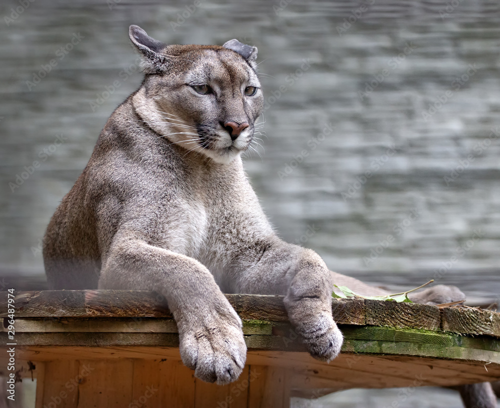 Naklejka premium portrait of a relaxing american puma
